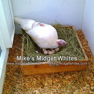 Midget White Turkeys
