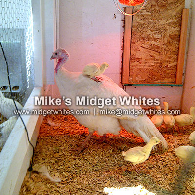 Midget White Turkeys