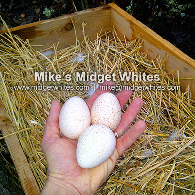 Midget White Turkeys