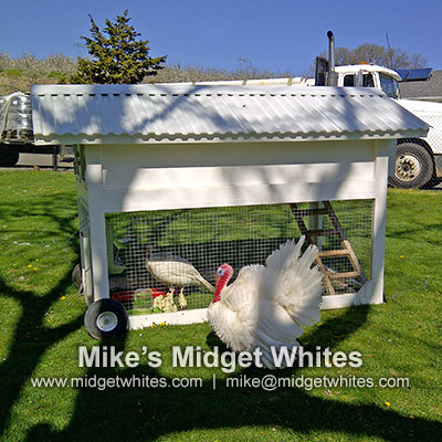 Midget White Turkeys