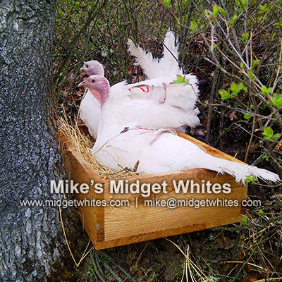 Midget White Turkeys
